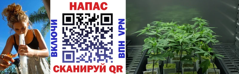 Купить где  Дно  Каннабис конопля 